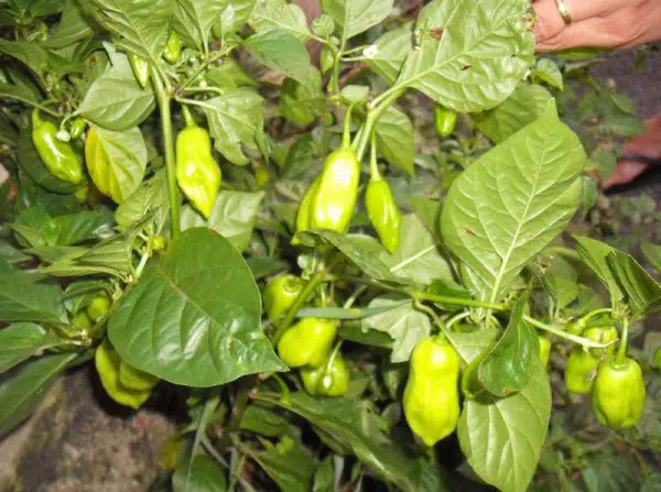 sementes de pimenta cheiro do norte 2 10 e1495122946241