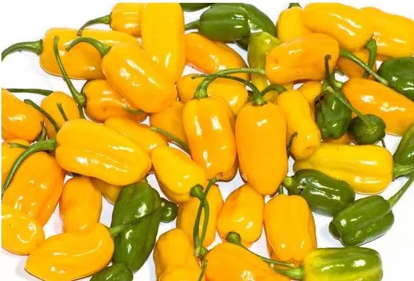 sementes de pimenta cheiro do norte 2 12 e1495122899488