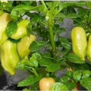 sementes de pimenta cheiro do norte 2 3 e1495125614648