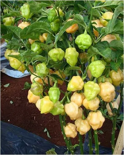 sementes de pimenta cheiro do norte 2 e1495125772672