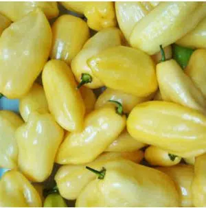sementes de pimenta cheiro do norte 8271 e1495125796490