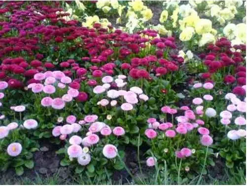 sementes de rapazinho sortido 2 10 e1495129851691