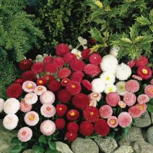 sementes de rapazinho sortido 2 7 e1495129929328