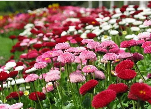 sementes de rapazinho sortido 2 e1495130098829