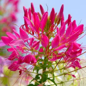 sementes de spider flower cleome 1043