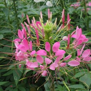 sementes de spider flower cleome 2 10 e1494861604833