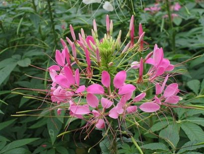 sementes de spider flower cleome 2 10 e1494861604833