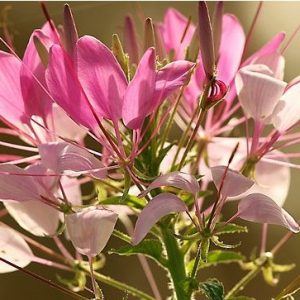 sementes de spider flower cleome 2 11 e1494734715356