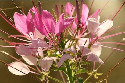 sementes de spider flower cleome 2 11 e1494734715356