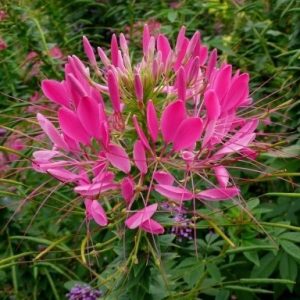 sementes de spider flower cleome 2 12 e1494862356765