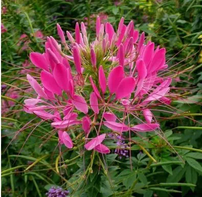 sementes de spider flower cleome 2 12 e1494862356765
