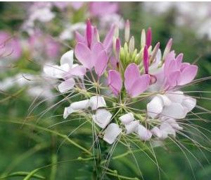 sementes de spider flower cleome 2 13 e1494734519806