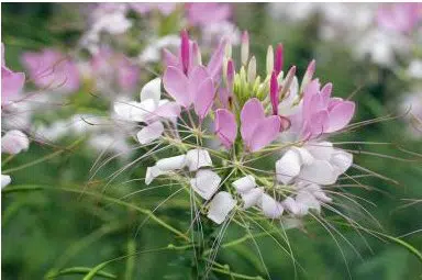 sementes de spider flower cleome 2 13 e1494734519806
