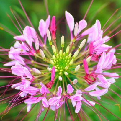 sementes de spider flower cleome 2 2