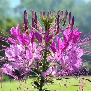 sementes de spider flower cleome 2 3 e1494862019571