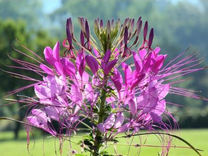 sementes de spider flower cleome 2 3 e1494862019571