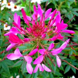 sementes de spider flower cleome 2