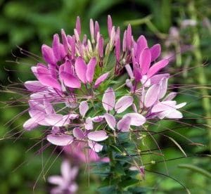 sementes de spider flower cleome 2 4 e1494861902419