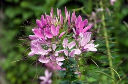 sementes de spider flower cleome 2 4 e1494861902419