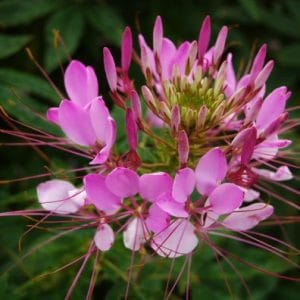 sementes de spider flower cleome 2 5 e1494861839711