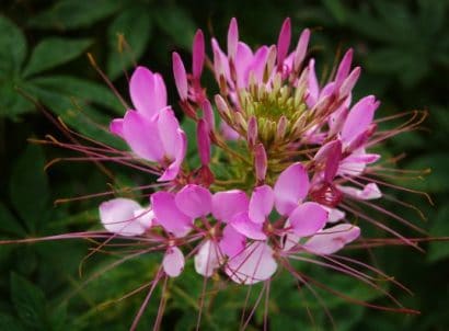 sementes de spider flower cleome 2 5 e1494861839711