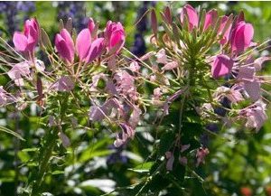 sementes de spider flower cleome 2 6 e1494861799602