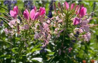 sementes de spider flower cleome 2 6 e1494861799602