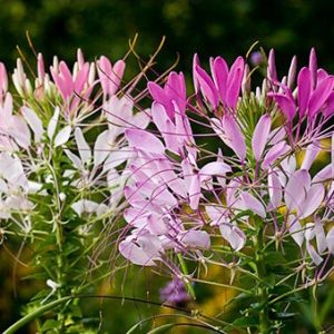 sementes de spider flower cleome 2 7 e1494861759648