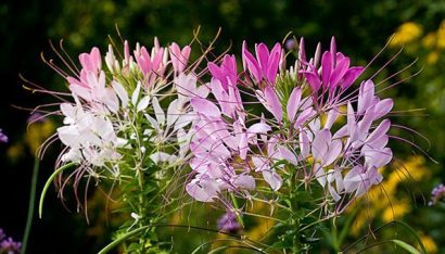 sementes de spider flower cleome 2 7 e1494861759648