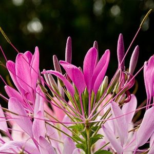 sementes de spider flower cleome 2 8 e1494861725512