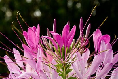 sementes de spider flower cleome 2 8 e1494861725512