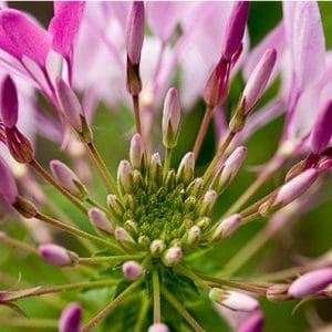 sementes de spider flower cleome 2 9 e1494861645439