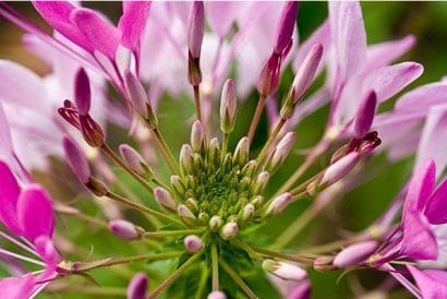 sementes de spider flower cleome 2 9 e1494861645439