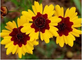 sementes flor coreopsis bicolor 2 10 e1495132765566