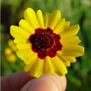 sementes flor coreopsis bicolor 2 2 e1495132953182