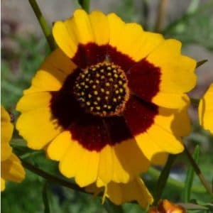 sementes flor coreopsis bicolor 2 3 e1495132931978