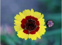 Sementes Flor Coreopsis Bicolor