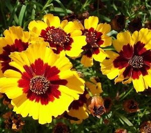 sementes flor coreopsis bicolor 2 e1495132972568