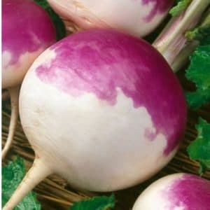 sementes legumes organicos nabo purple top 2 3 e1494729784394