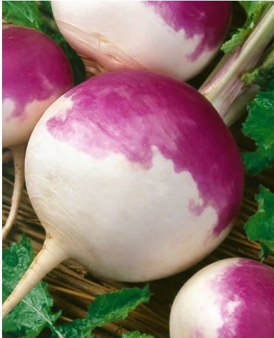 Sementes Legumes Orgânicos Nabo Purple Top