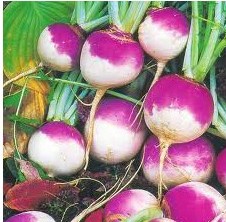 Sementes Legumes Orgânicos Nabo Purple Top