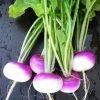 sementes legumes organicos nabo purple top 4757 e1494729829953