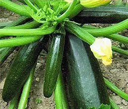 sementes organicas abobrinha black beauty 2 2 e1494865779455