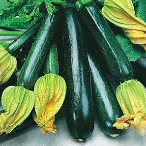 sementes organicas abobrinha black beauty 2 e1494865826458