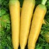 sementes organicas cenoura solar amarela 0972 e1494731404600