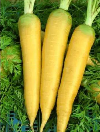 sementes organicas cenoura solar amarela 0972 e1494731404600