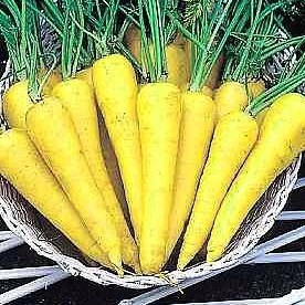 sementes organicas cenoura solar amarela 2 3 e1494731330666
