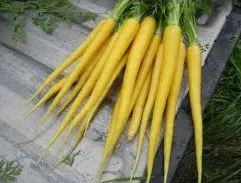 sementes organicas cenoura solar amarela 2 4 e1494731124462