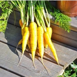 sementes organicas cenoura solar amarela 2 6 e1494730996450