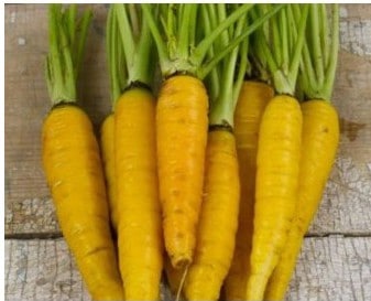 sementes organicas cenoura solar amarela 2 7 e1494730930808